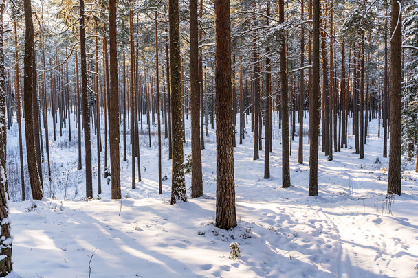 Sunny Winter Day in Pine Tree Forest, Snowy Woods Background - Photo, Image