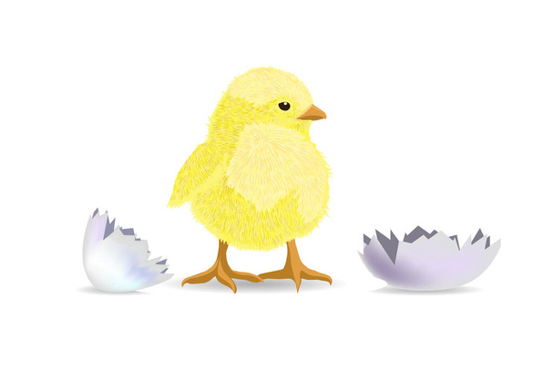 The chicken hatched from the shell. Vector illustration - Διάνυσμα, εικόνα