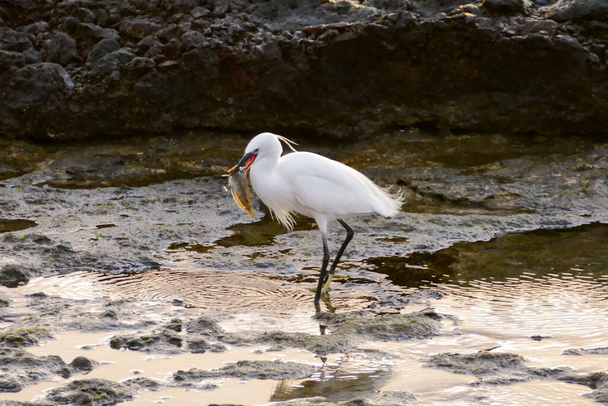 Fénykép Egy fehér férfi képe Egret bird - Fotó, kép