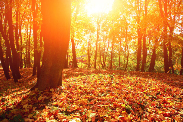 Όμορφο φόντο φθινόπωρο με κίτρινα και κόκκινα φύλλα. - Φωτογραφία, εικόνα