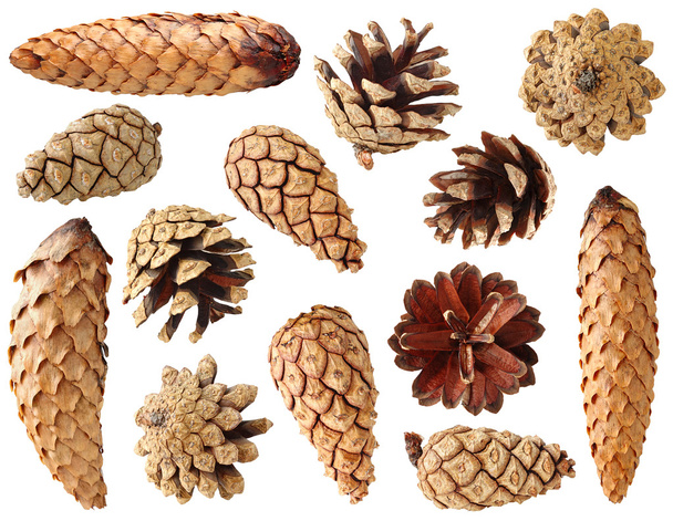Fir and pine cones - Zdjęcie, obraz