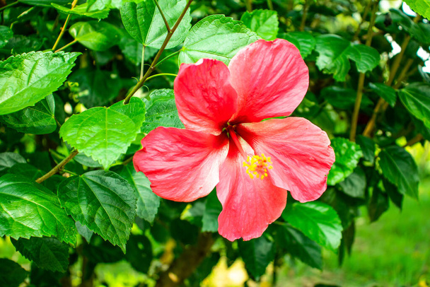 ホバフラワーまたはピンクハワイアンハイビスカスの花(中国ローズ)) - 写真・画像