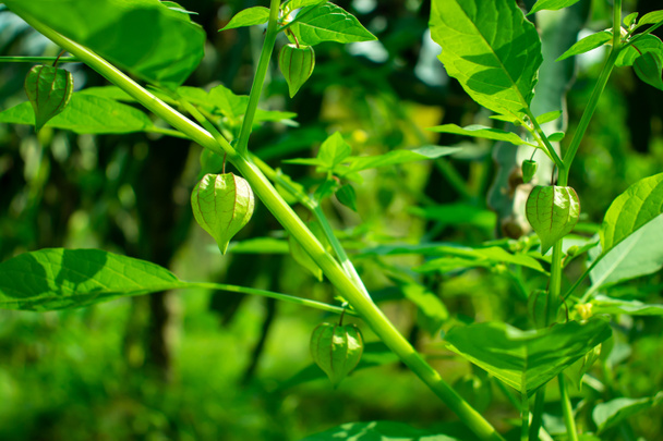 Growing green tomatillos in-home agro plant a vegetable - Photo, Image
