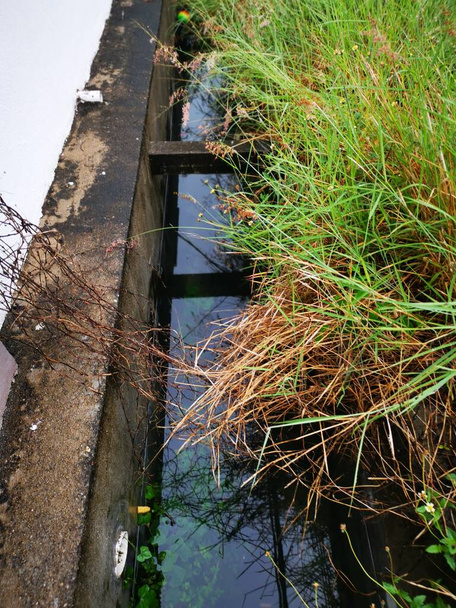 flujos de drenaje estancados por la planta de crecimiento excesivo y la maleza. - Foto, imagen