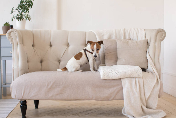 Little doggy on the couch - Zdjęcie, obraz