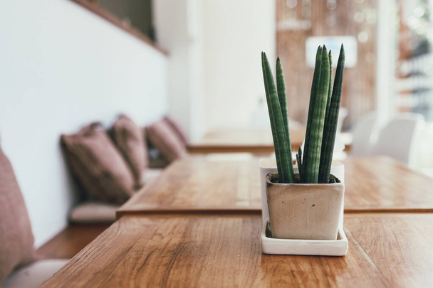 kwiat kaktusa rośnie w doniczce na stole Mała roślina w soczystych doniczkach - Zdjęcie, obraz