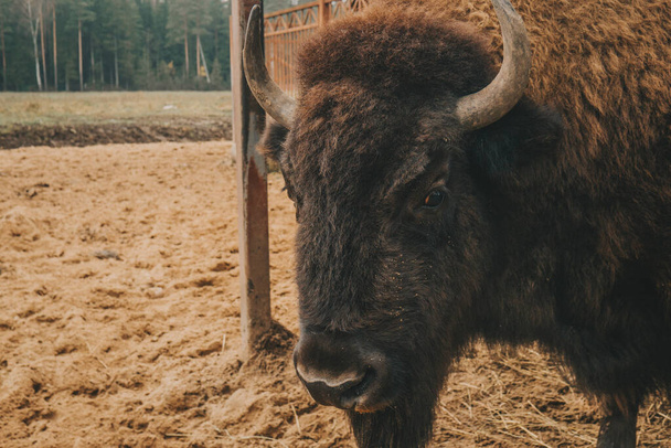 The head of the bison at close range. An adult bison looks into the camera. Bison in the reserve. - Foto, immagini