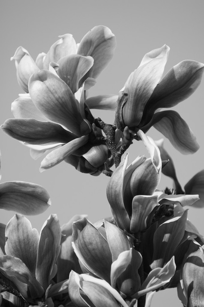 Magnolia λουλούδι μαύρο και άσπρο - Φωτογραφία, εικόνα
