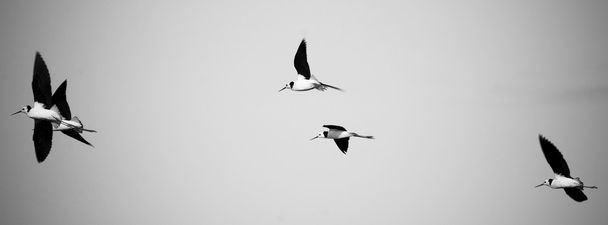 Oiseaux en vol
 - Photo, image