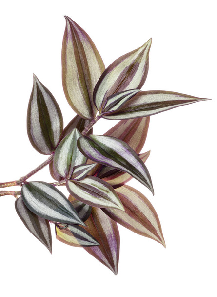 Φύλλα Tradescantia zebrina, Φύλλα Inchplant, Εξωτικά τροπικά φύλλα, απομονωμένα σε λευκό φόντο με μονοπάτι κοπής - Φωτογραφία, εικόνα