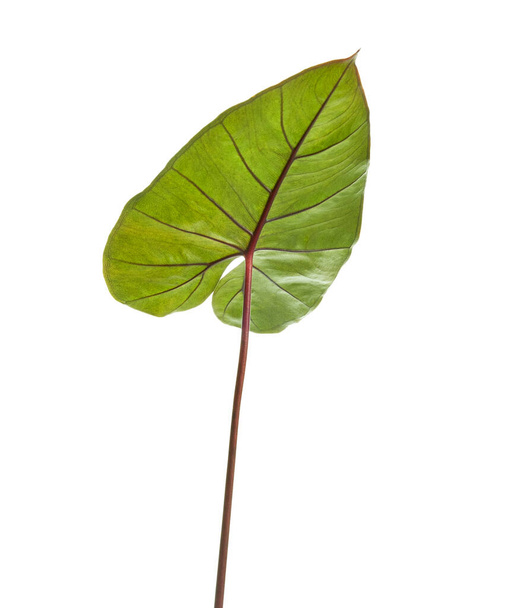 Folha de Colocasia esculenta, Folhagem de orelha de elefante, Folha tropical exótica, isolada sobre fundo branco com recorte - Foto, Imagem