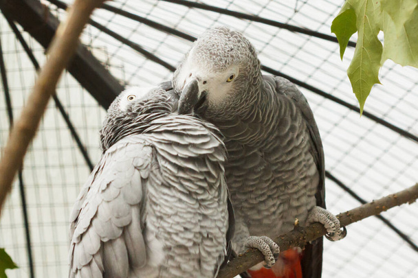 Two parrots or love birds in love kiss each other while perched on a tree. - Photo, Image