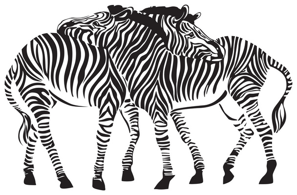 2 zebras - Wektor, obraz