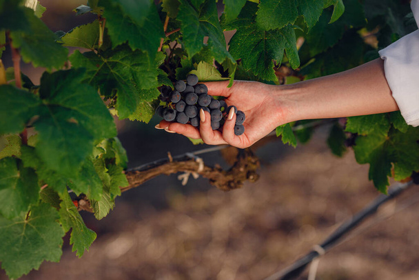 Piękna kobieta sommelier sprawdza winogrona przed zbiorami. zbliżenie Winogrona w winnicy sprawdzane przez samicę winnicy - Zdjęcie, obraz
