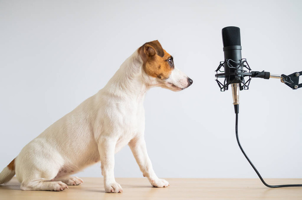 Jack russell terrier dog and professional microphone on a white background - Photo, image