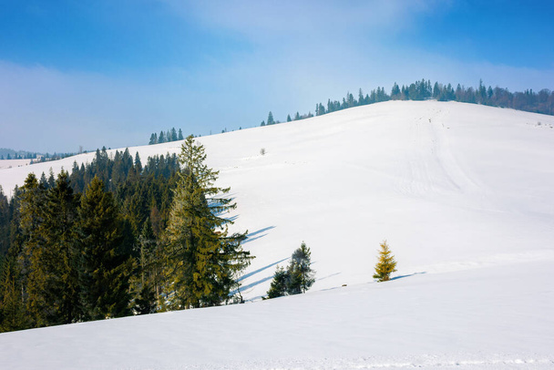 spruce forest on a snow covered hill. beautiful mountain landscape in winter. misty weather with bright skyspruce forest on a snow covered hill. beautiful mountain landscape in winter. misty weather with bright sky - Фото, зображення