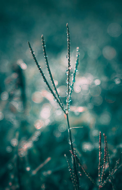 Dew on grass in the winter morning - Foto, afbeelding