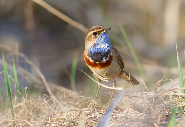 Bluethroat, Luscinia svecica. In the early morning, the bird walks among the grass in search of food - Фото, изображение