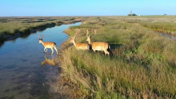 Deer herd in the wild, steppe of Dzharalgach island, aerial photography - Footage, Video