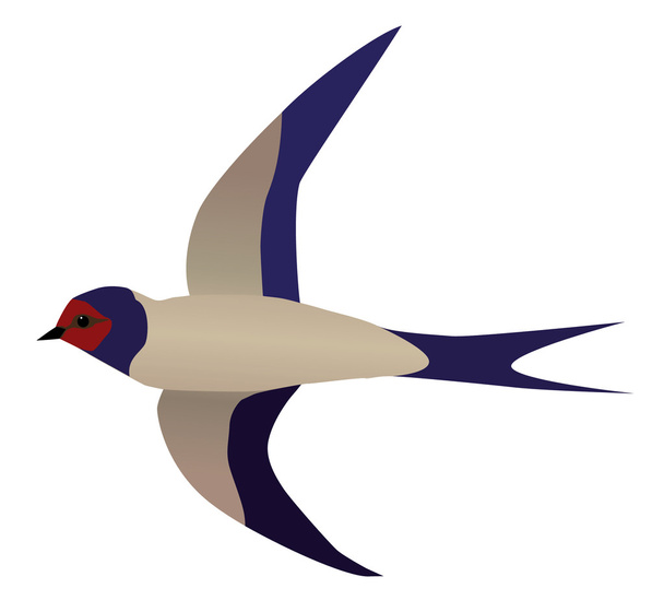 Flying swallow - Vector, Image