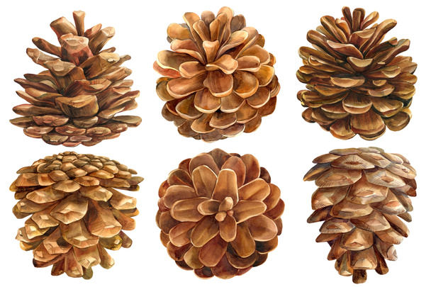 Definir cones de pinheiro no fundo branco. Ilustração botânica aquarela, desenho vintage - Foto, Imagem