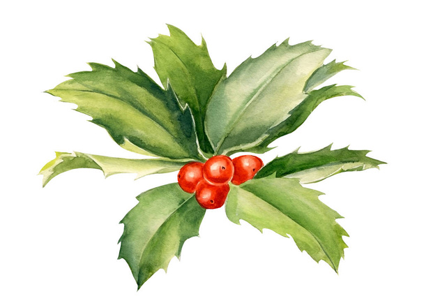 白い背景にクリスマスブランチホリー、水彩植物イラスト - 写真・画像
