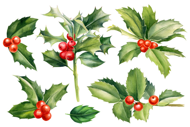 Set of branches, leaves, holly berries on a white background, watercolor botanical illustration, vintage clipart - Photo, Image