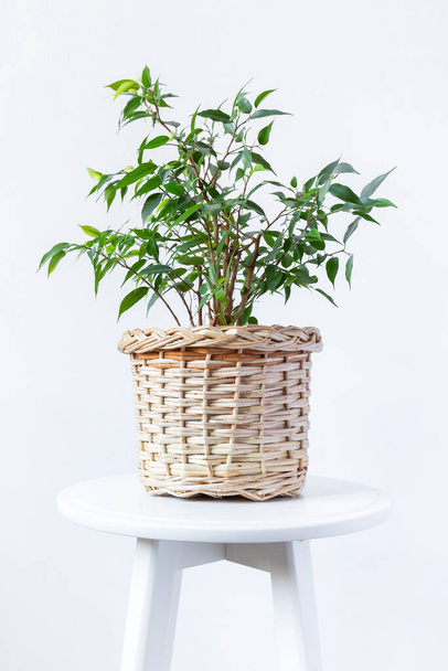 Kryty dorosły domowy roślina - fikus benjamin w wiklinowy koszyk na biały ściana tło. Przestrzeń kopiowania - Zdjęcie, obraz