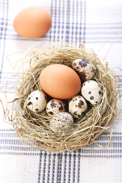 eggs are in a nest - Foto, imagen