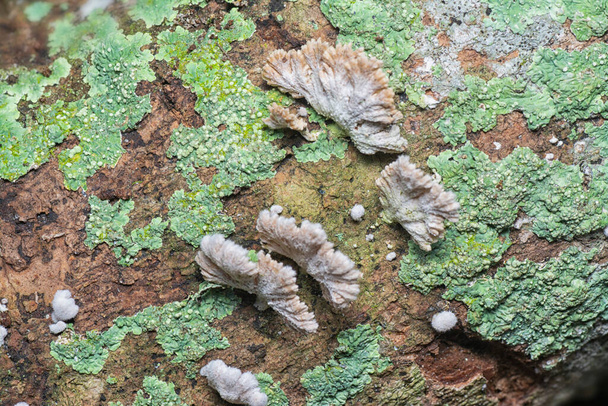 champignon commun des branchies fendues blanches - Photo, image