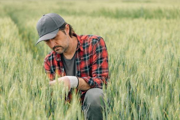 Responsible wheat farmer agronomist inspecting cereal crops quality in cultivated agricultural plantation field. Farm worker analyzing development of plants, selective focus. - 写真・画像