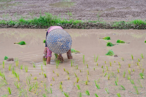 Νεαρός αγρότης σκύβει για να φυτέψει ρύζι στην ορυζώνα. Στη Βόρεια Ταϊλάνδη, την εποχή των βροχών, οι αγρότες αρχίζουν να καλλιεργούν φυτά ρυζιού στον ορυζώνα.. - Φωτογραφία, εικόνα