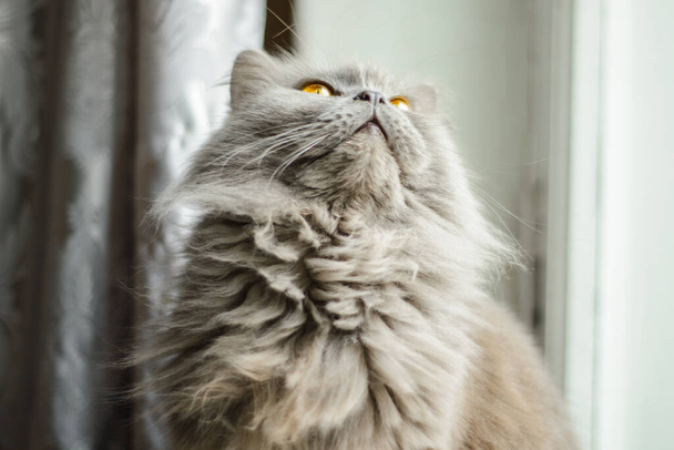 noble thoroughbred British cat with fiery yellow eyes quietly looking up - Valokuva, kuva