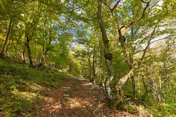 Beech forest with hiking trail going through it - Foto, Imagen