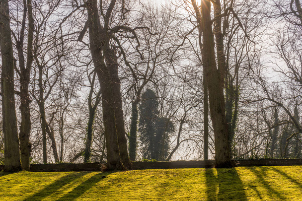 Belgium, Bruges, bareen tree against sunlight - Photo, Image
