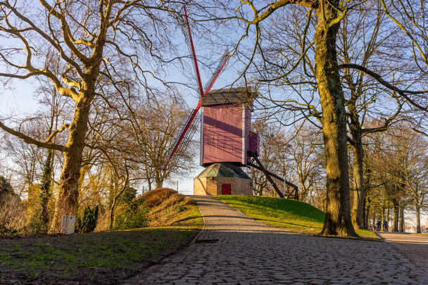 Belgia, Brugia, zbliżenie bujnego zielonego pola ze ścieżką prowadzącą do wiatraka - Zdjęcie, obraz