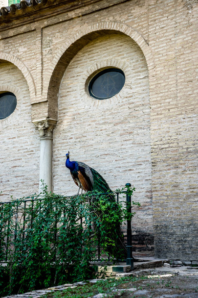 Spain, Seville, BIRD Peacock  PERCHING ON A Fence in a garden against a wall with an Arch in Europe - Photo, Image