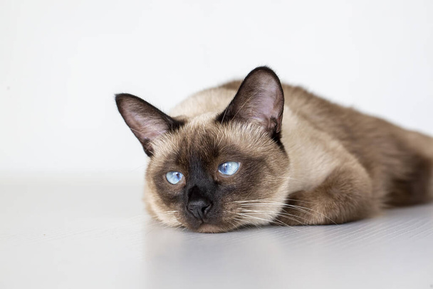 Lindo gatito siamés; animal de compañía - Foto, Imagen