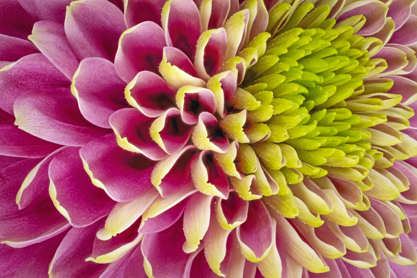 Chrysantheme Pink Macro, Nahaufnahme und Studioaufnahme des schönen Blütenkopfes - Foto, Bild