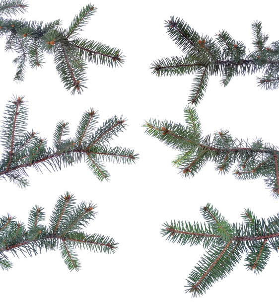 Набір Різдва гілочки ізольовані на білому тлі - Фото, зображення