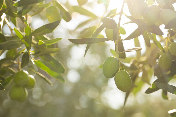 оливковое дерево с зелеными листьями в саду - Фото, изображение