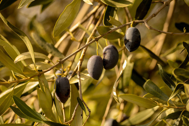 olives d'olive pour l'huile, arbre à feuilles de fond alimentaire naturel - Photo, image