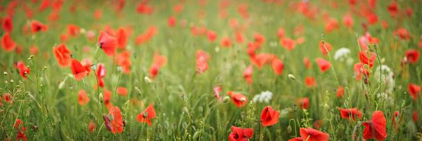 Wild red poppies growing in green wheat. Wide banner with shallow depth of field, only front flowers in focus - Fotó, kép