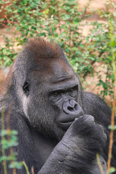Felnőtt férfi Western Lowland Gorilla, (Gorilla gorilla gorilla), növényzettel és kövekkel  - Fotó, kép