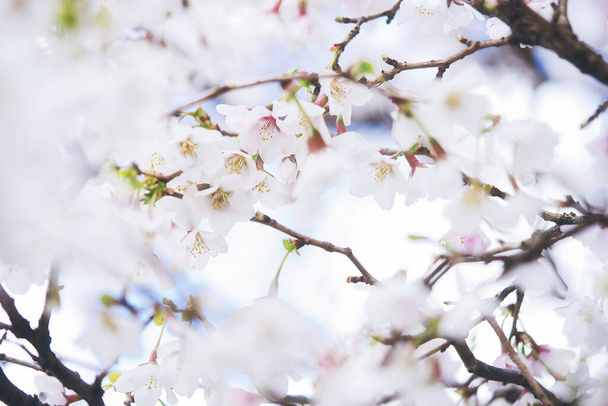 A closeup shot of beautiful white cherry blossom flowers - Фото, зображення