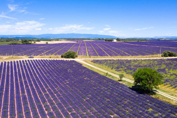 Aerial view of lavender fields in Valensole in South of France - Zdjęcie, obraz