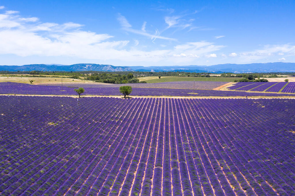 Aerial view of lavender fields in Valensole in South of France - Foto, afbeelding
