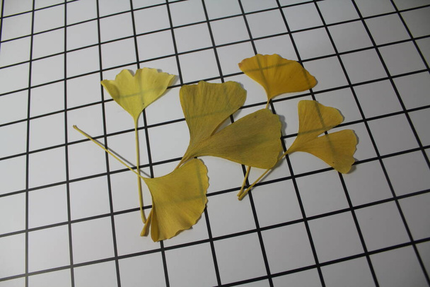 Gelbe Ginkgoblätter im Herbst - Foto, Bild