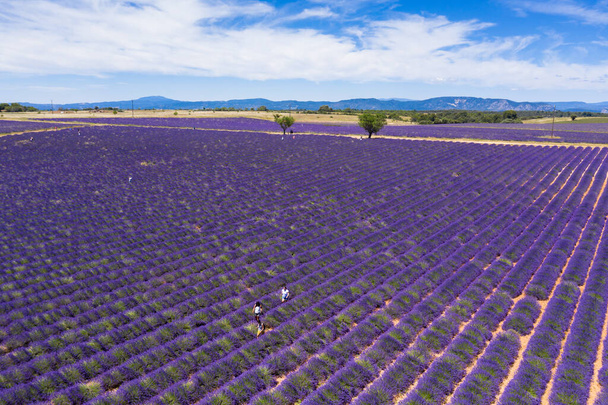 Aerial view of lavender fields in Valensole in South of France - Фото, изображение