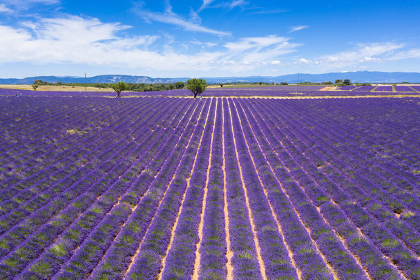 Aerial view of lavender fields in Valensole in South of France - Фото, зображення